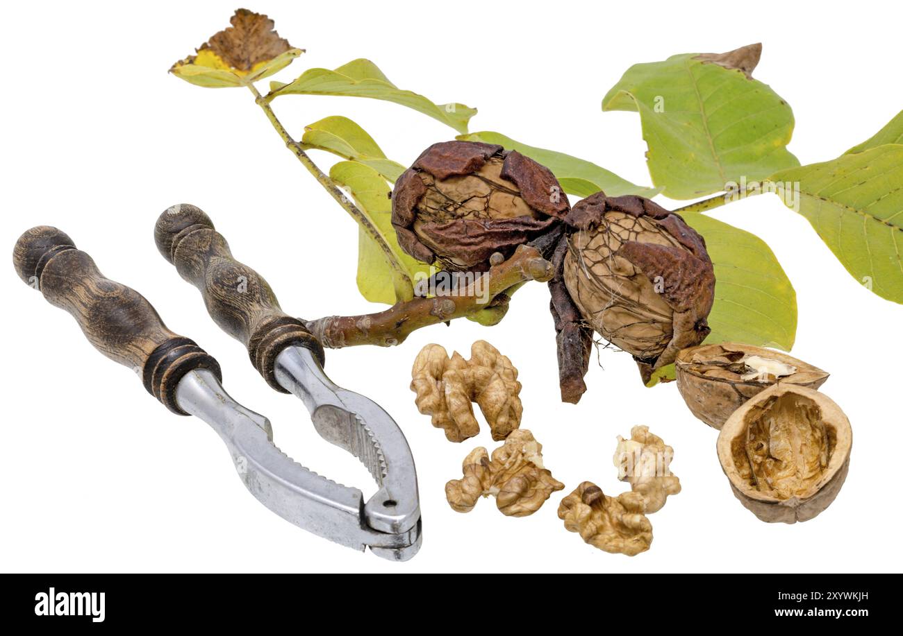 Walnuts and nutcracker with fresh walnuts on a branch and green leaves, cropped on white Stock Photo