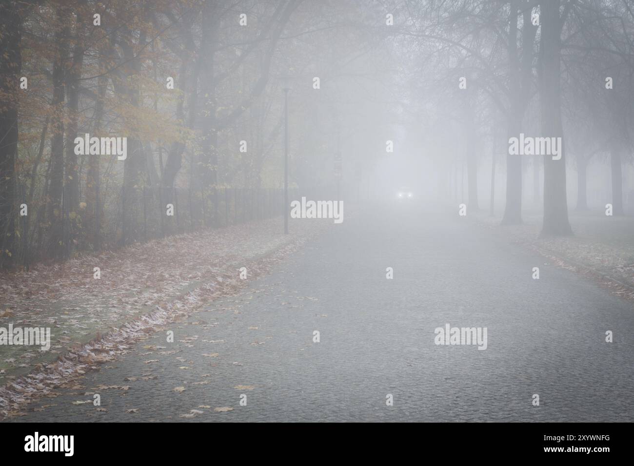 Asphalt road with trees and car in autumn fog Stock Photo - Alamy