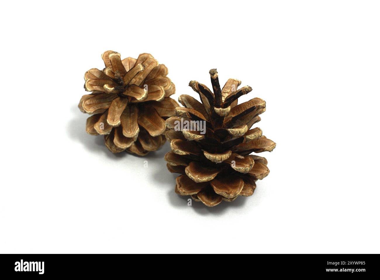Two dry pinecones isolated on white background Stock Photo