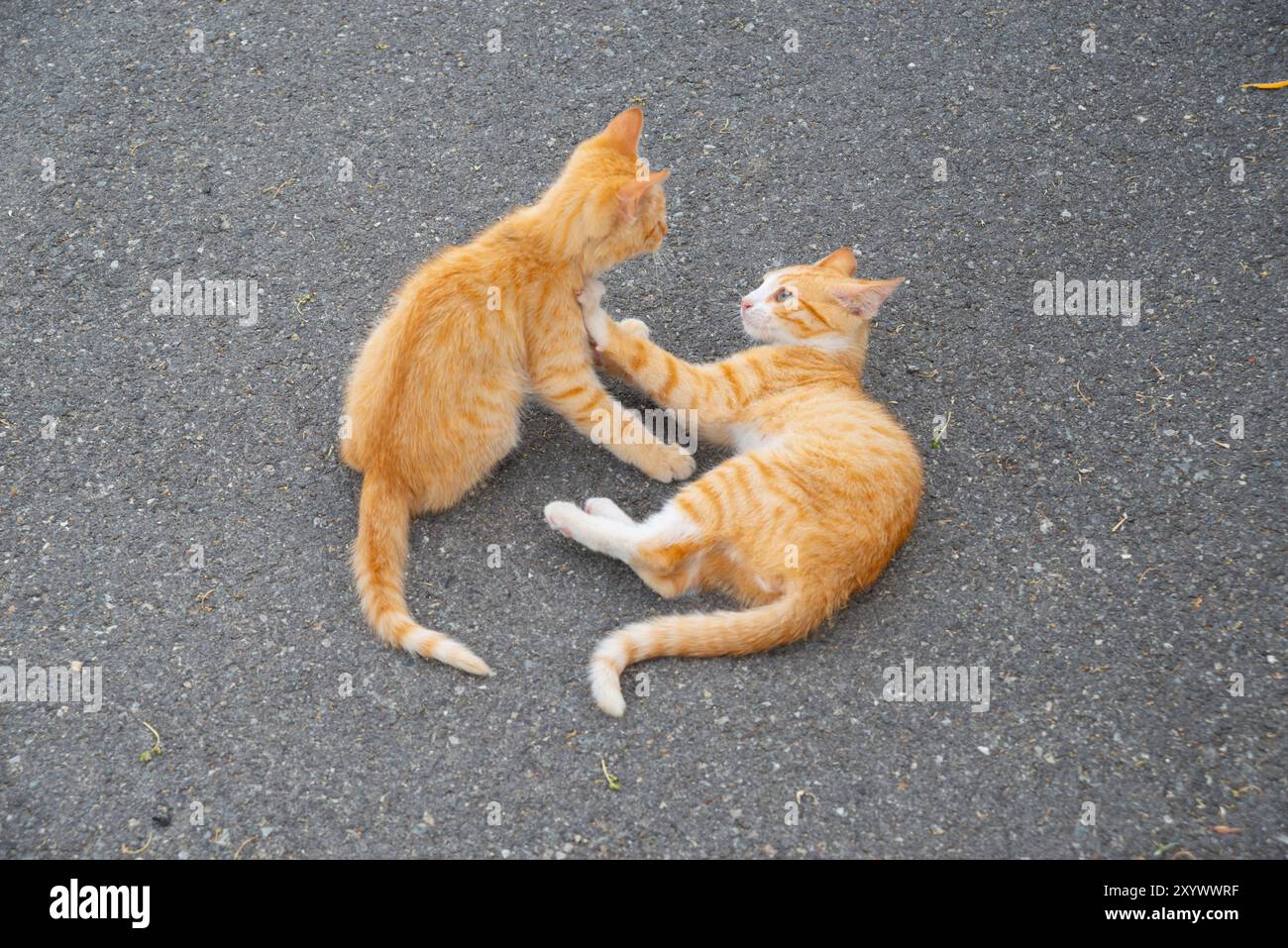 Tabby cat playing outside hi-res stock photography and images - Alamy
