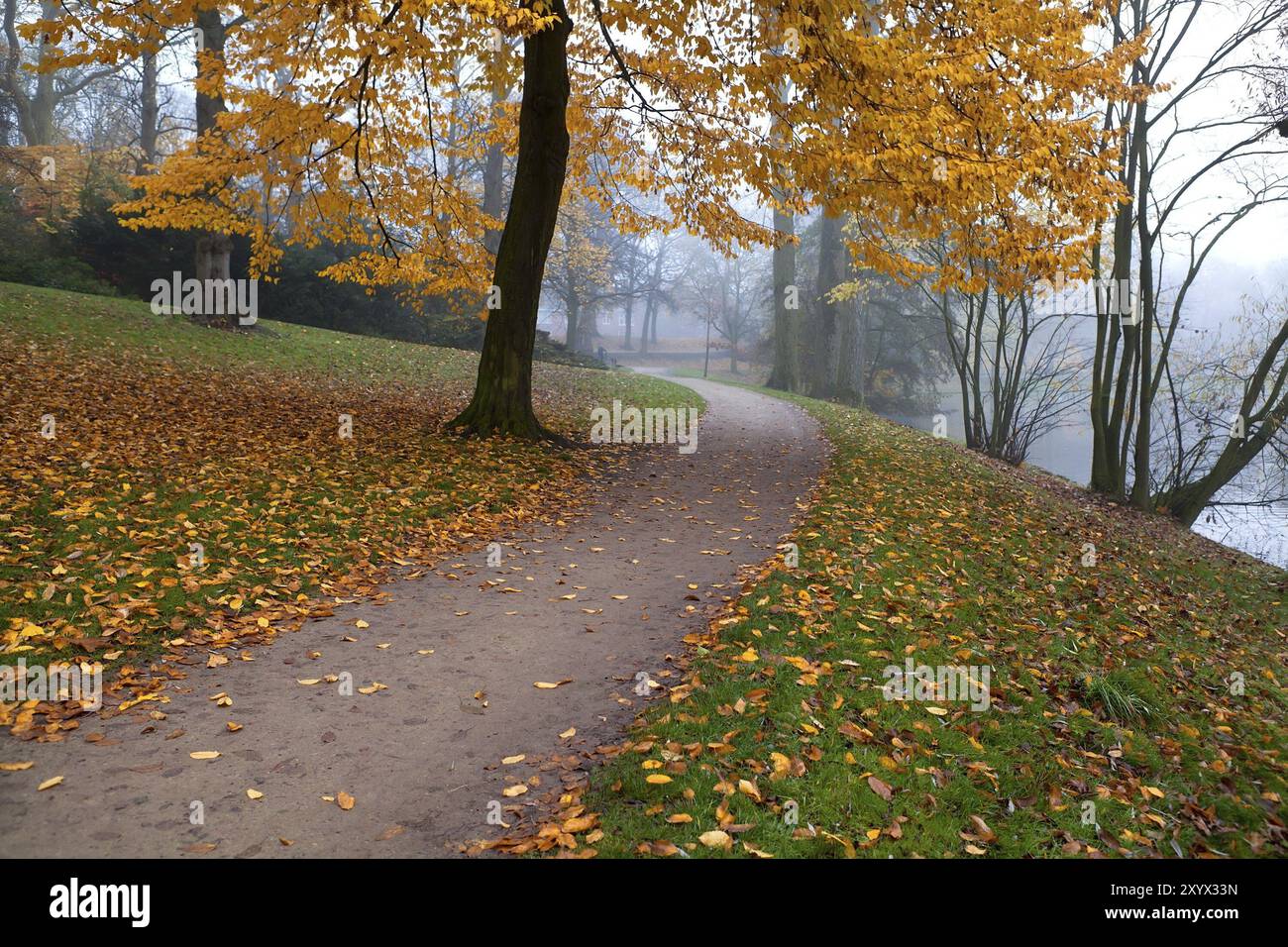 Path in misty autumn park covered with yellow leaves Stock Photo - Alamy