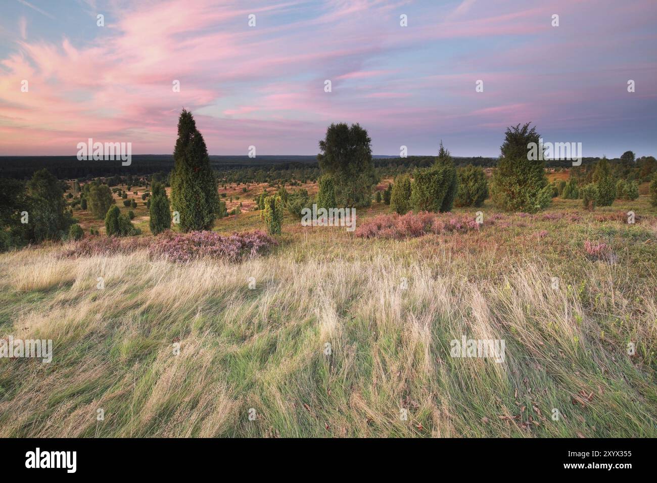 Summer sunset over hills with heather and junipers Stock Photo