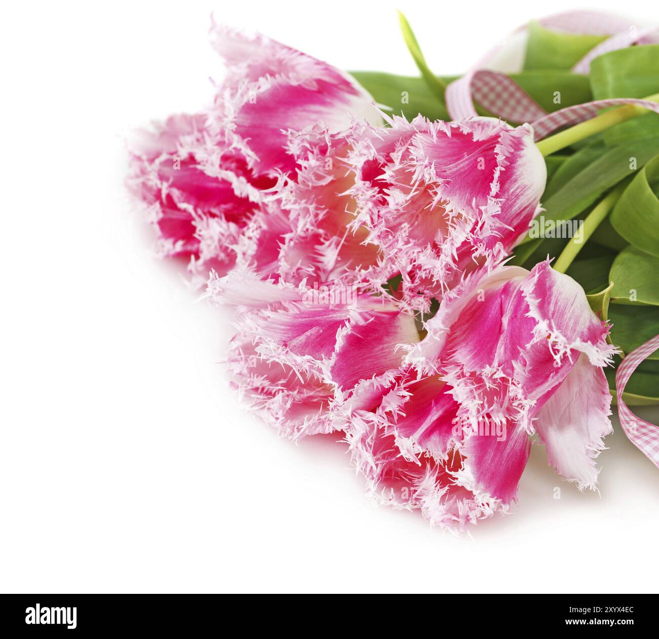 Beautiful tulips isolated on white background Stock Photo - Alamy