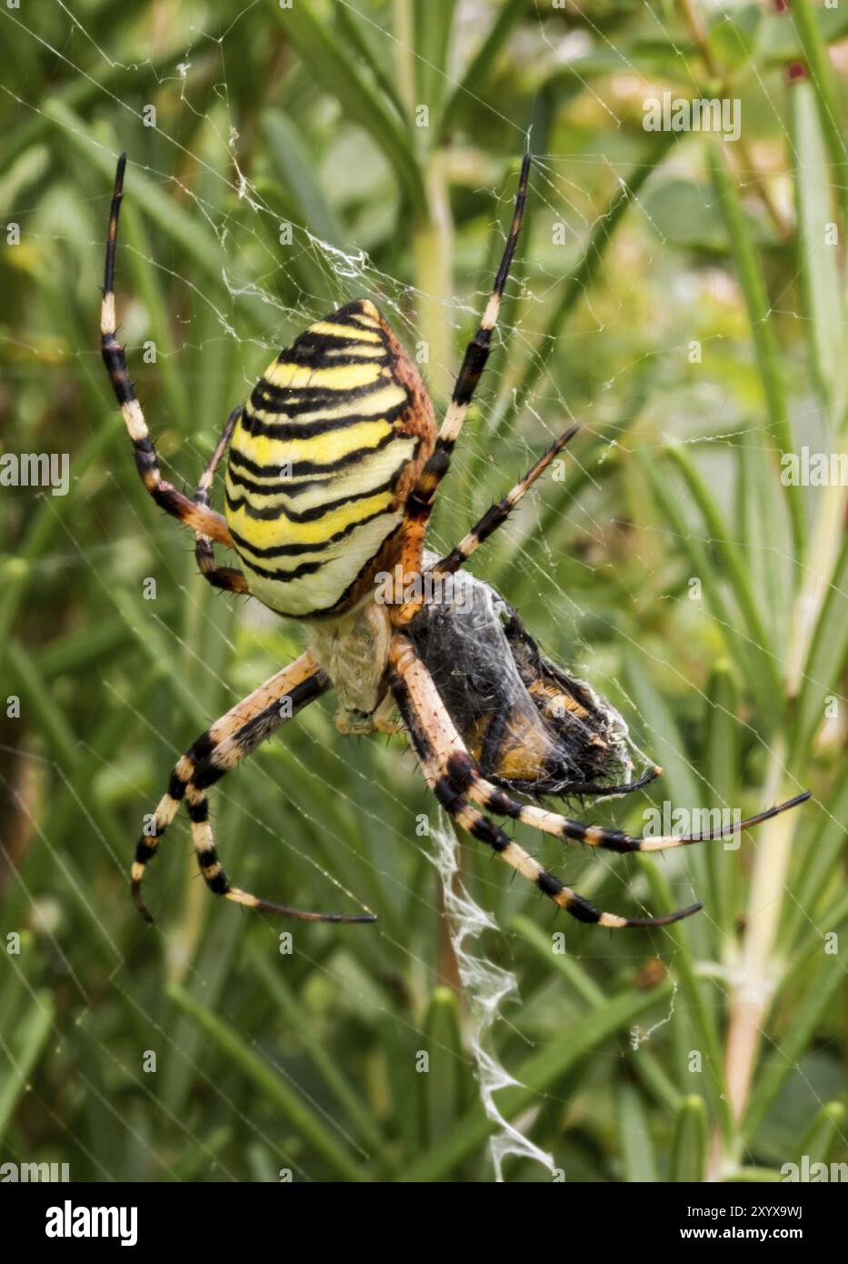 Large wasp spider in its web between meadow flowers Stock Photo - Alamy