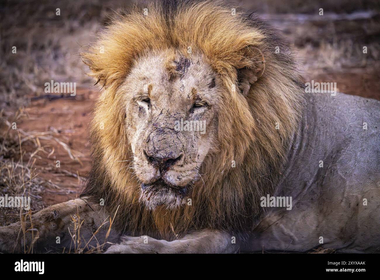 Old tired lion animal hi-res stock photography and images - Alamy