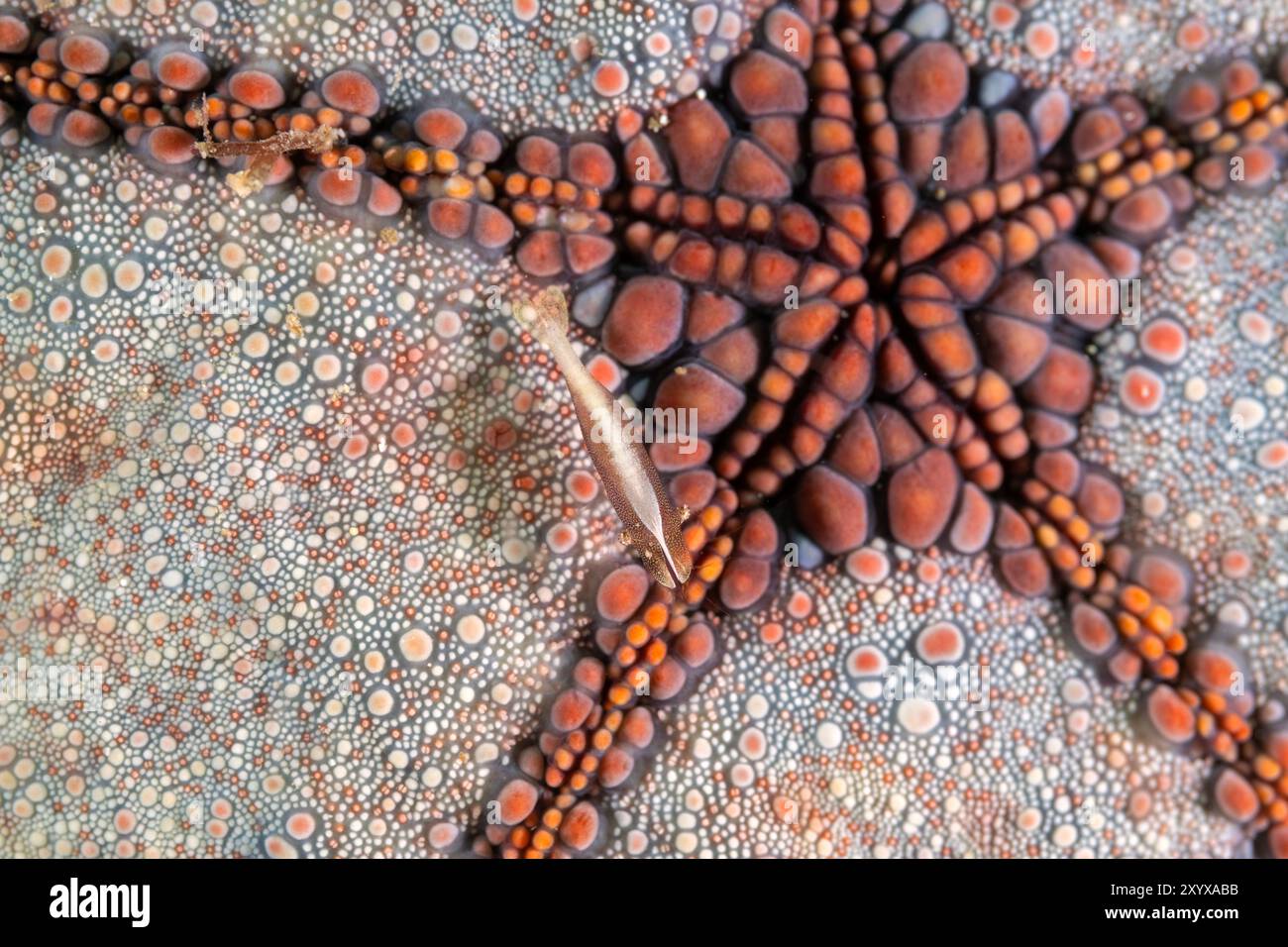 Commensal shrimps, Periclimenes soror, on a puffer starfish, Raja Ampat Indonesia. Stock Photo