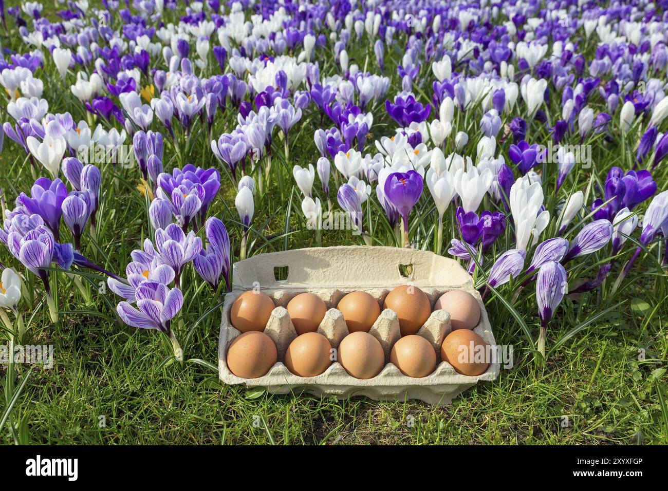 Egg box with chicken eggs in blooming crocuses during spring Stock Photo