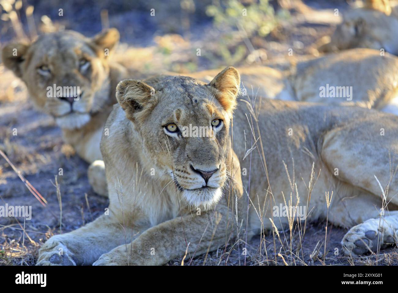 Pride of lions resting Stock Photo - Alamy