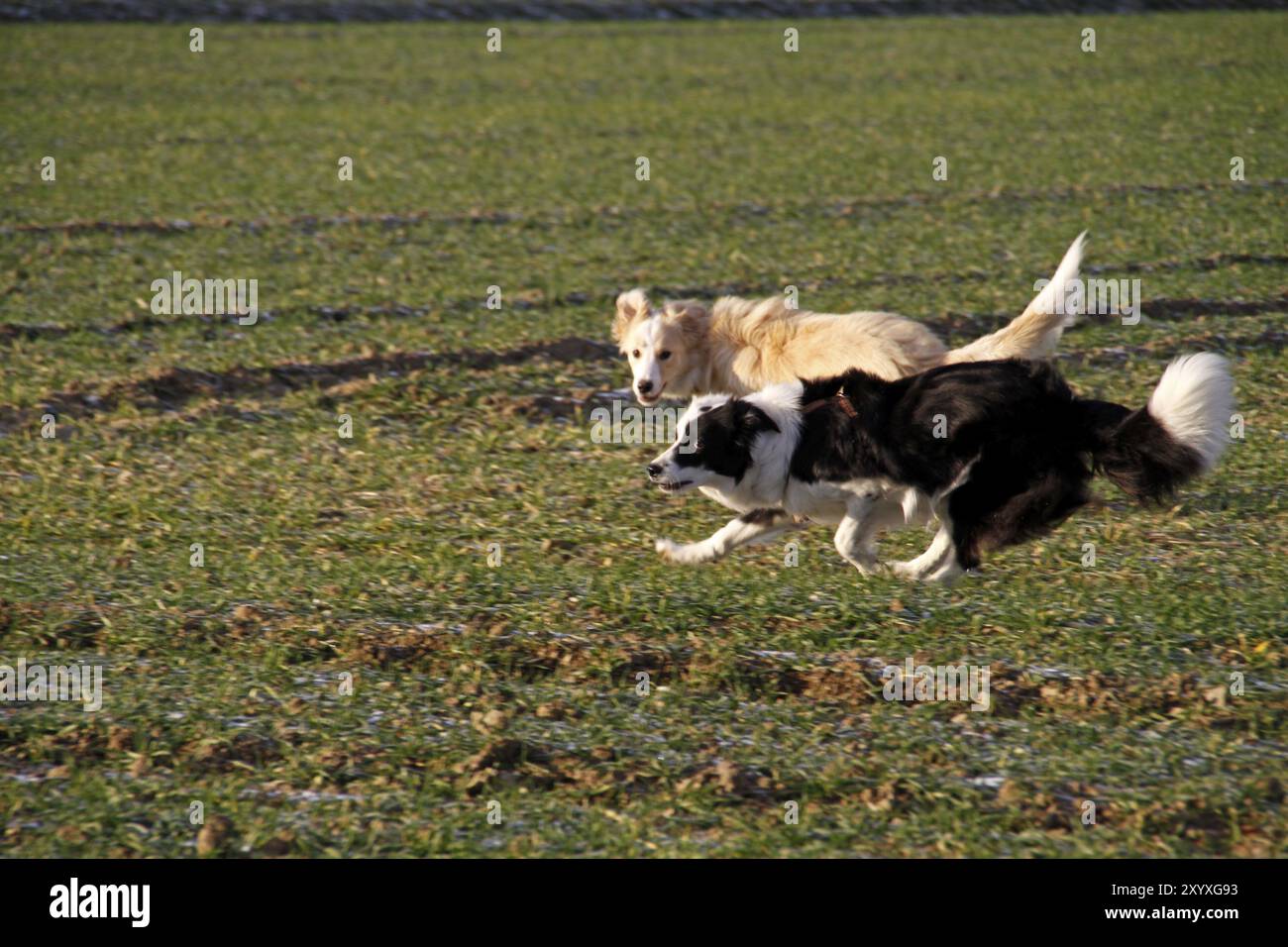 Two running Border Collies Stock Photo - Alamy
