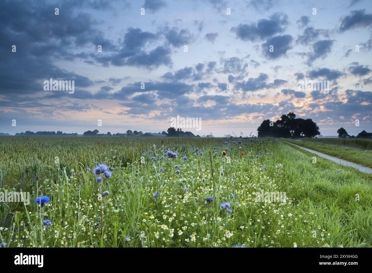 Summer wildflowers in sunrise hi-res stock photography and images - Alamy