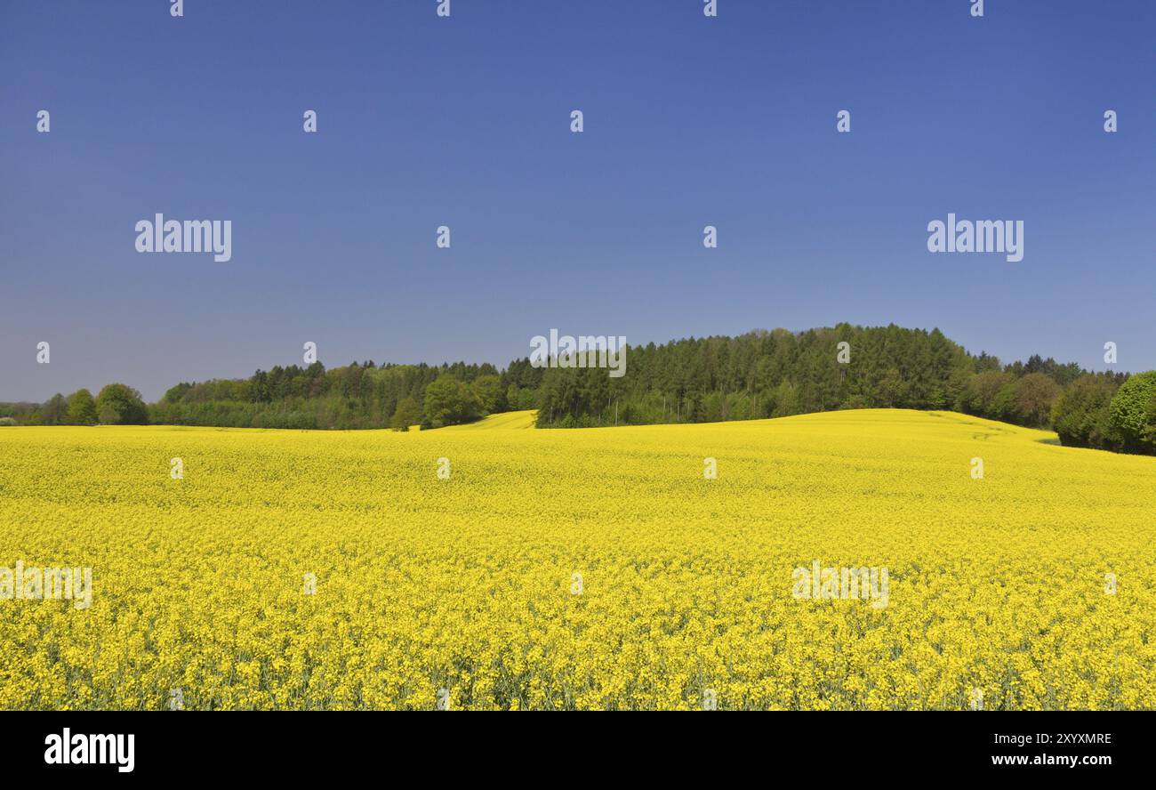 Rapsfeld, raps canola Stock Photo - Alamy
