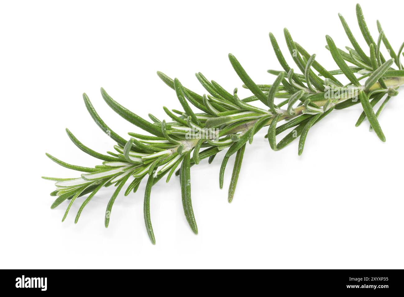 Rosemary sprig on a white background Stock Photo - Alamy