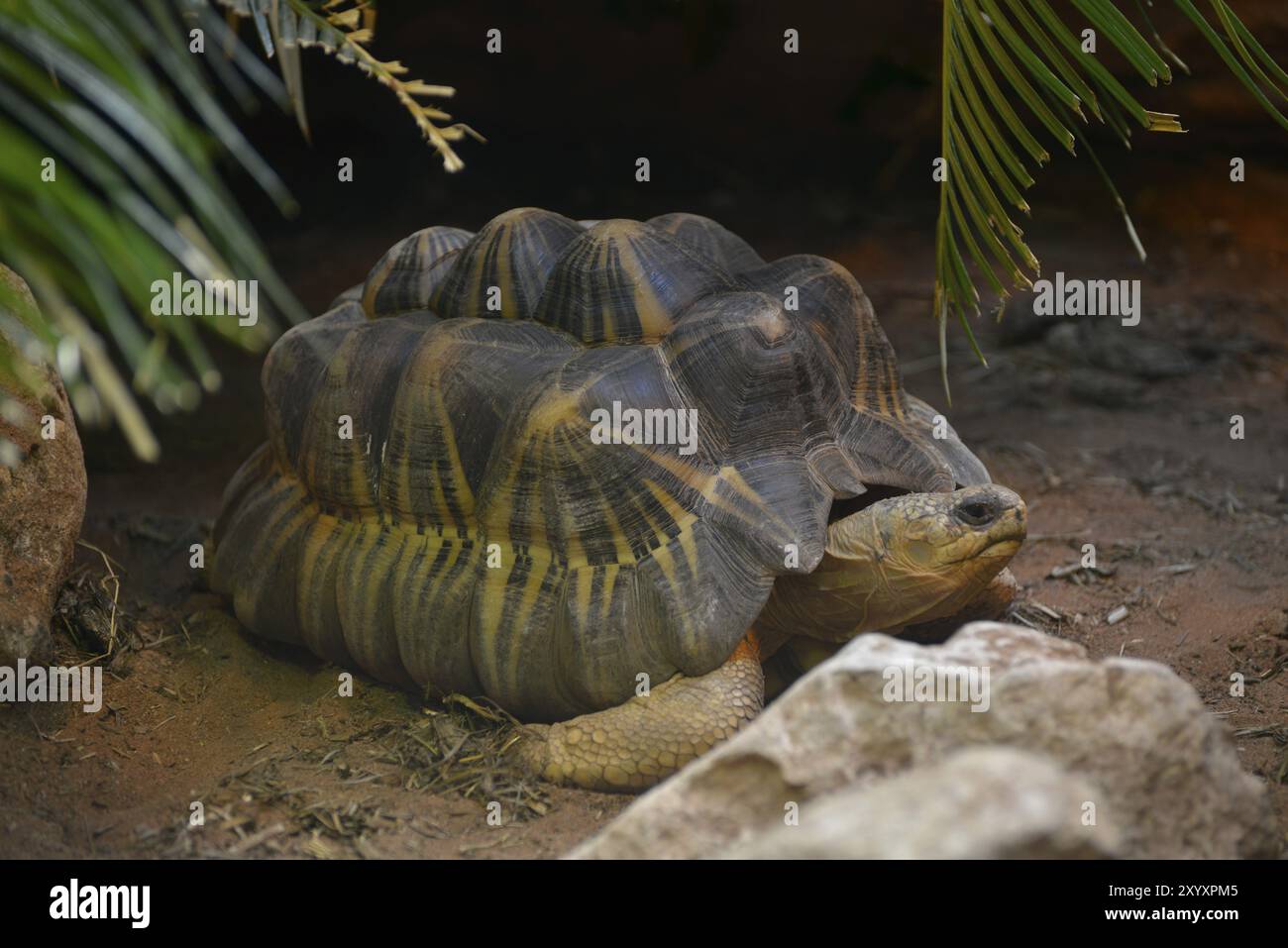 Astrochelys hi-res stock photography and images - Alamy