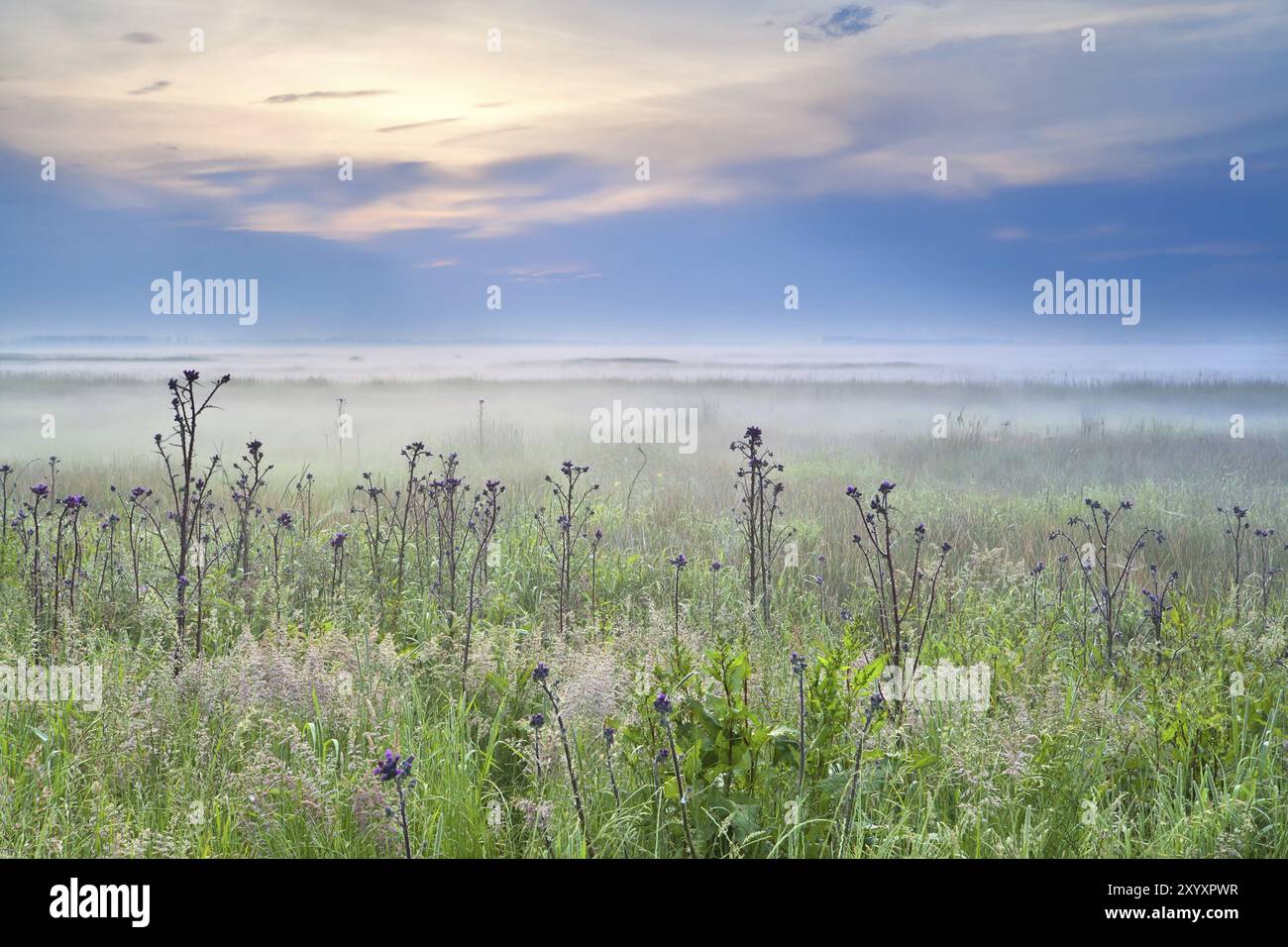 Summer wildflowers in sunrise hi-res stock photography and images - Alamy