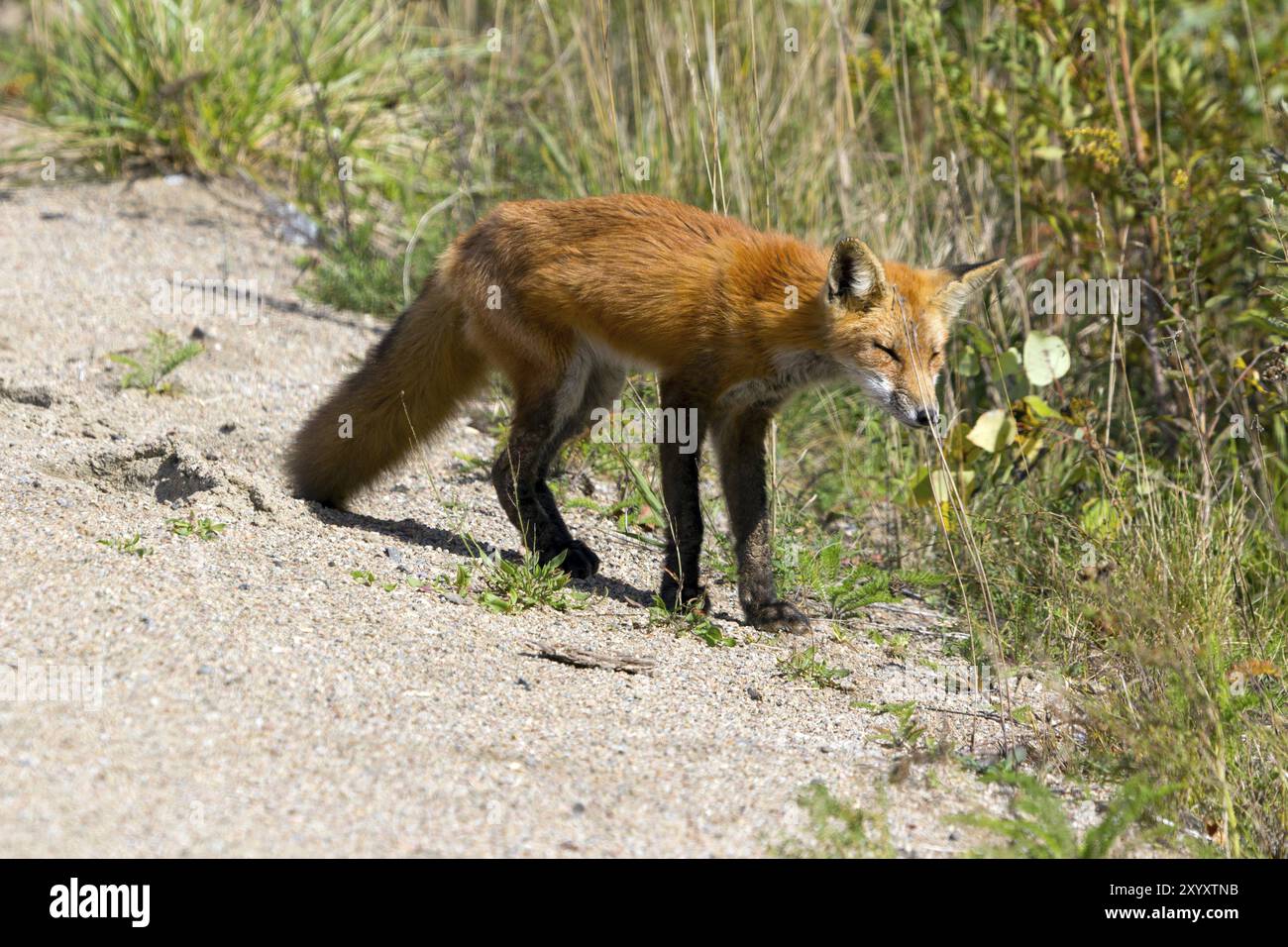 Red fox in Algonquin Provincial Park in Canada Stock Photo - Alamy