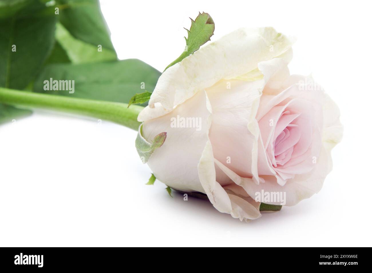 White rose on white hi-res stock photography and images - Alamy