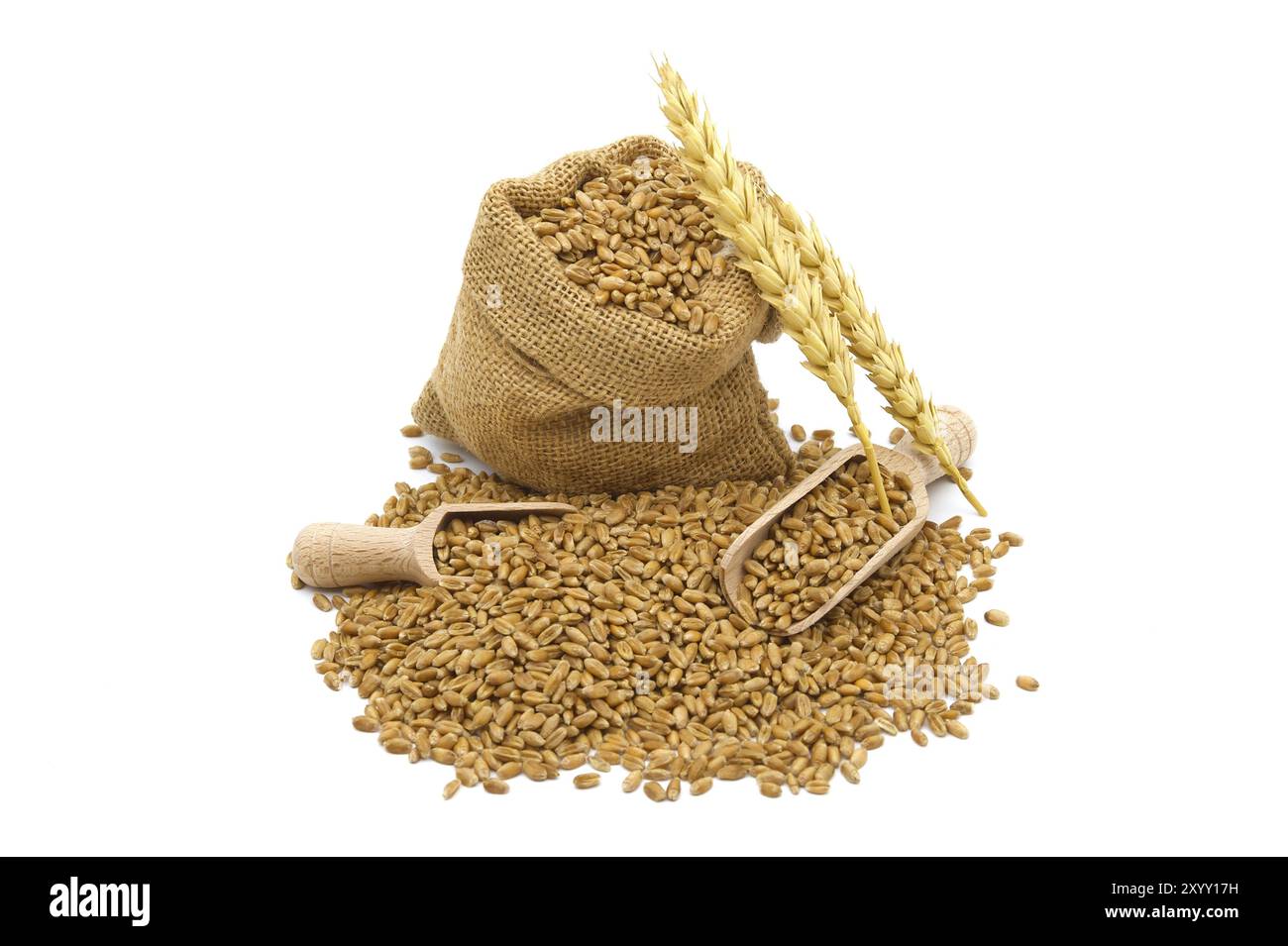 Wheat grain seeds spilling from a jute sack and two wooden scoops near to ripe wheat ears over white background, healthy diet and new grain harvest co Stock Photo