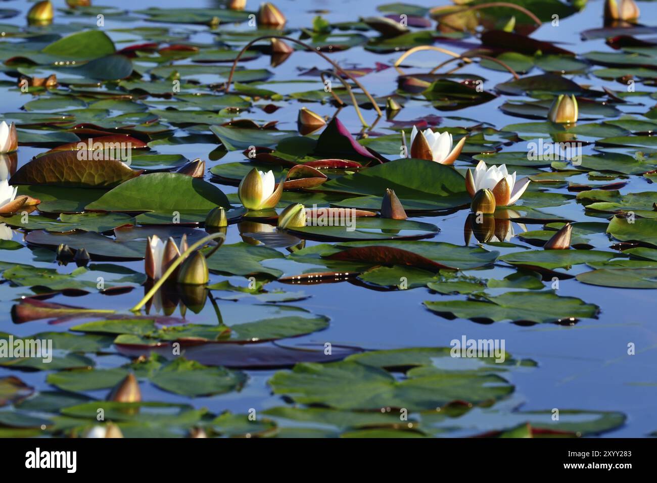 Gorgeous white water lily hi-res stock photography and images - Alamy
