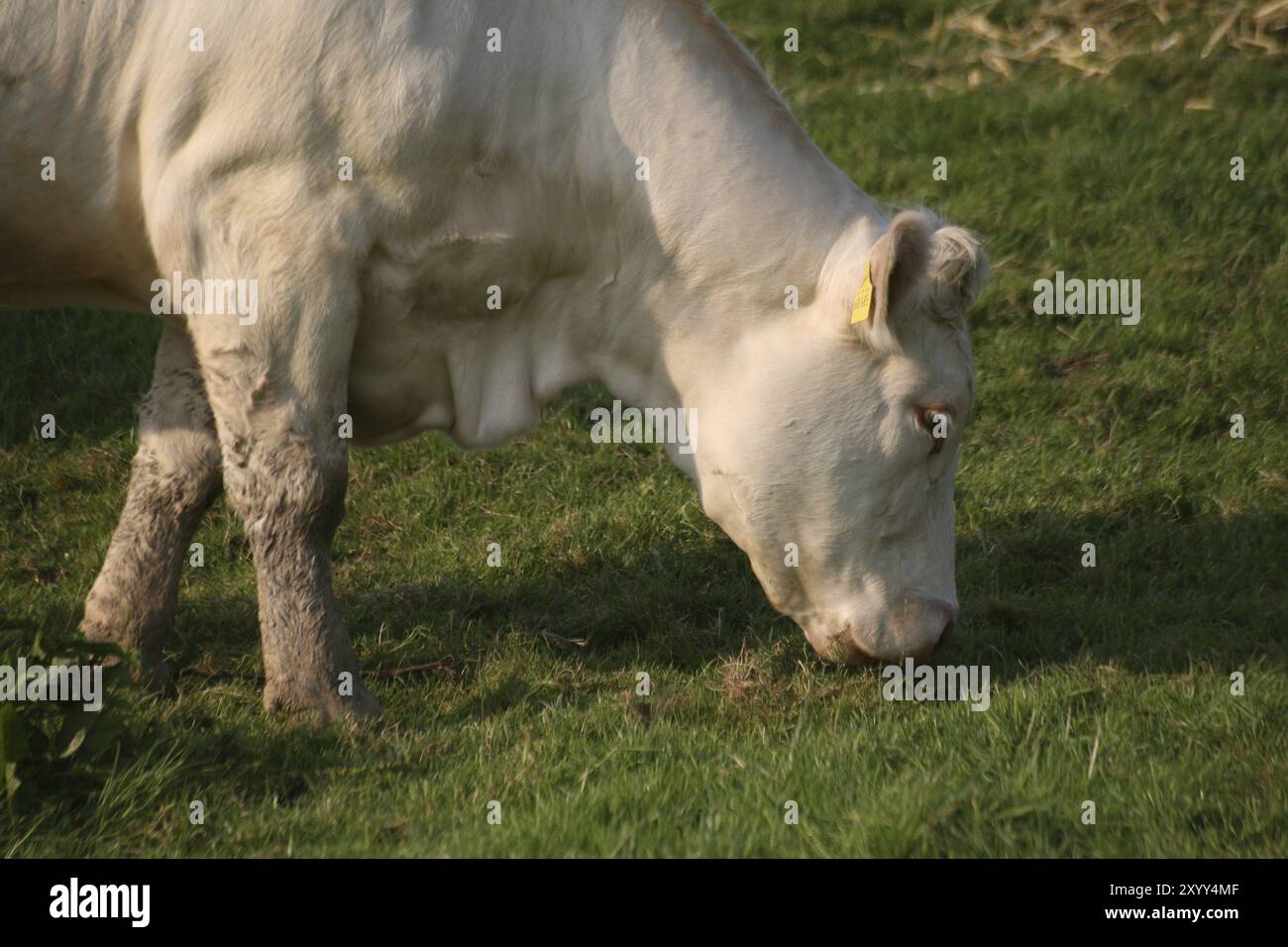 Jersey cow breeds hi-res stock photography and images - Alamy
