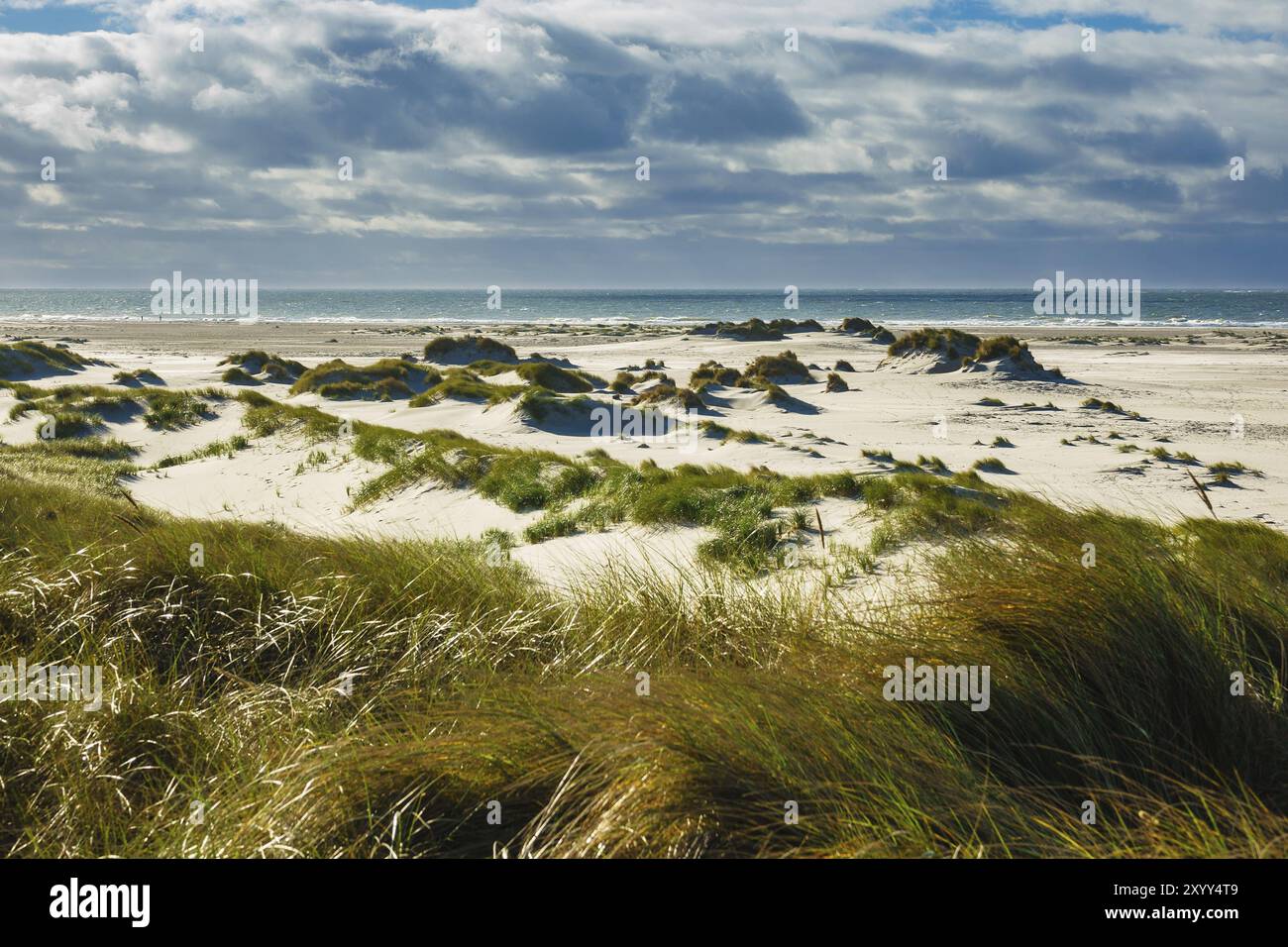 Beach on the North Sea coast on the island of Amrum Stock Photo - Alamy