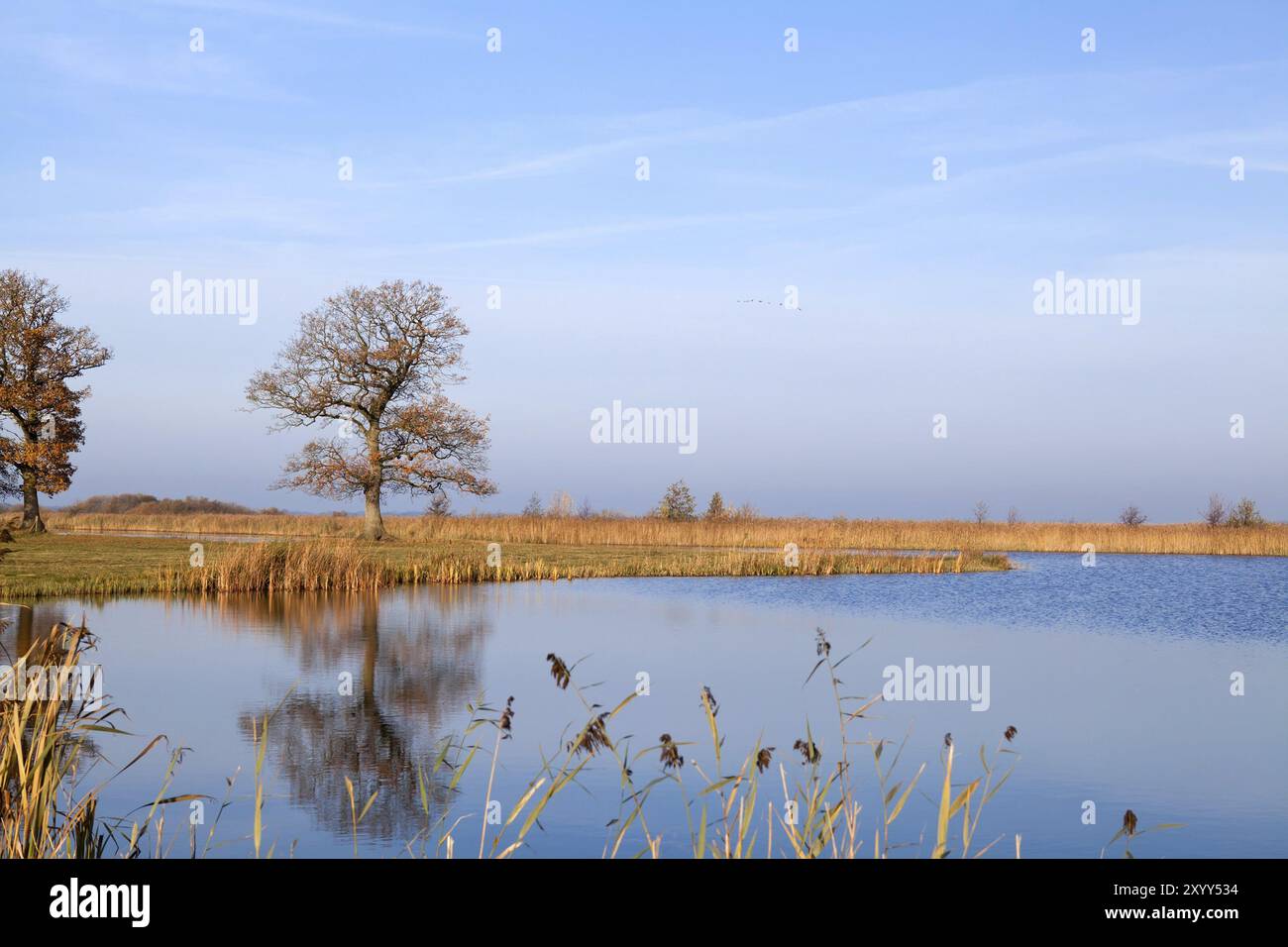 Big autumn tree reflection on lake surface Stock Photo - Alamy