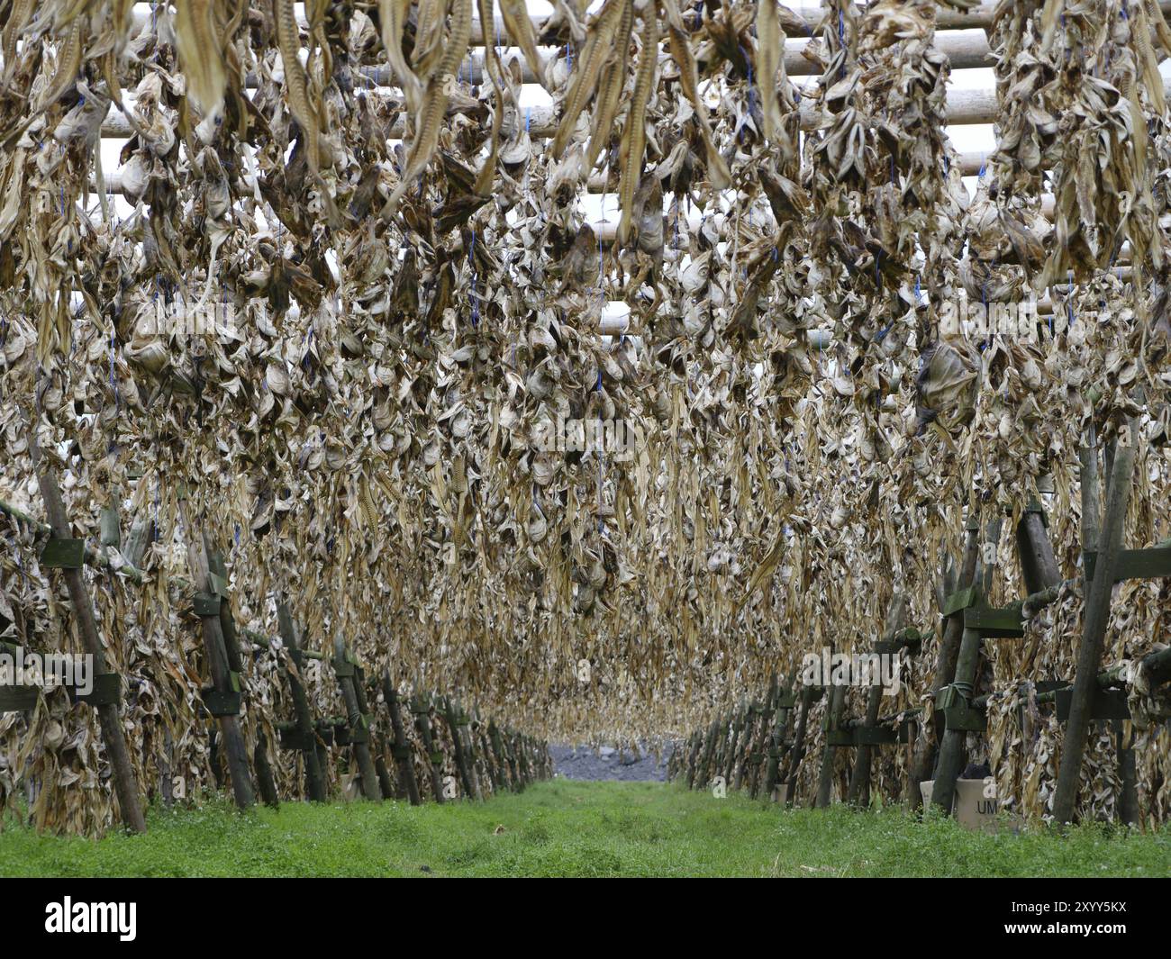 Wooden rack with dried fish in Iceland Stock Photo - Alamy