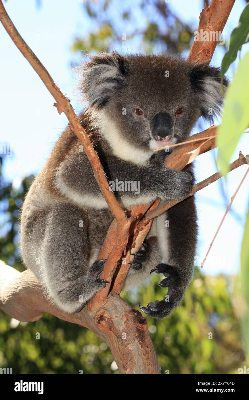 Koala bear naps hi-res stock photography and images - Alamy