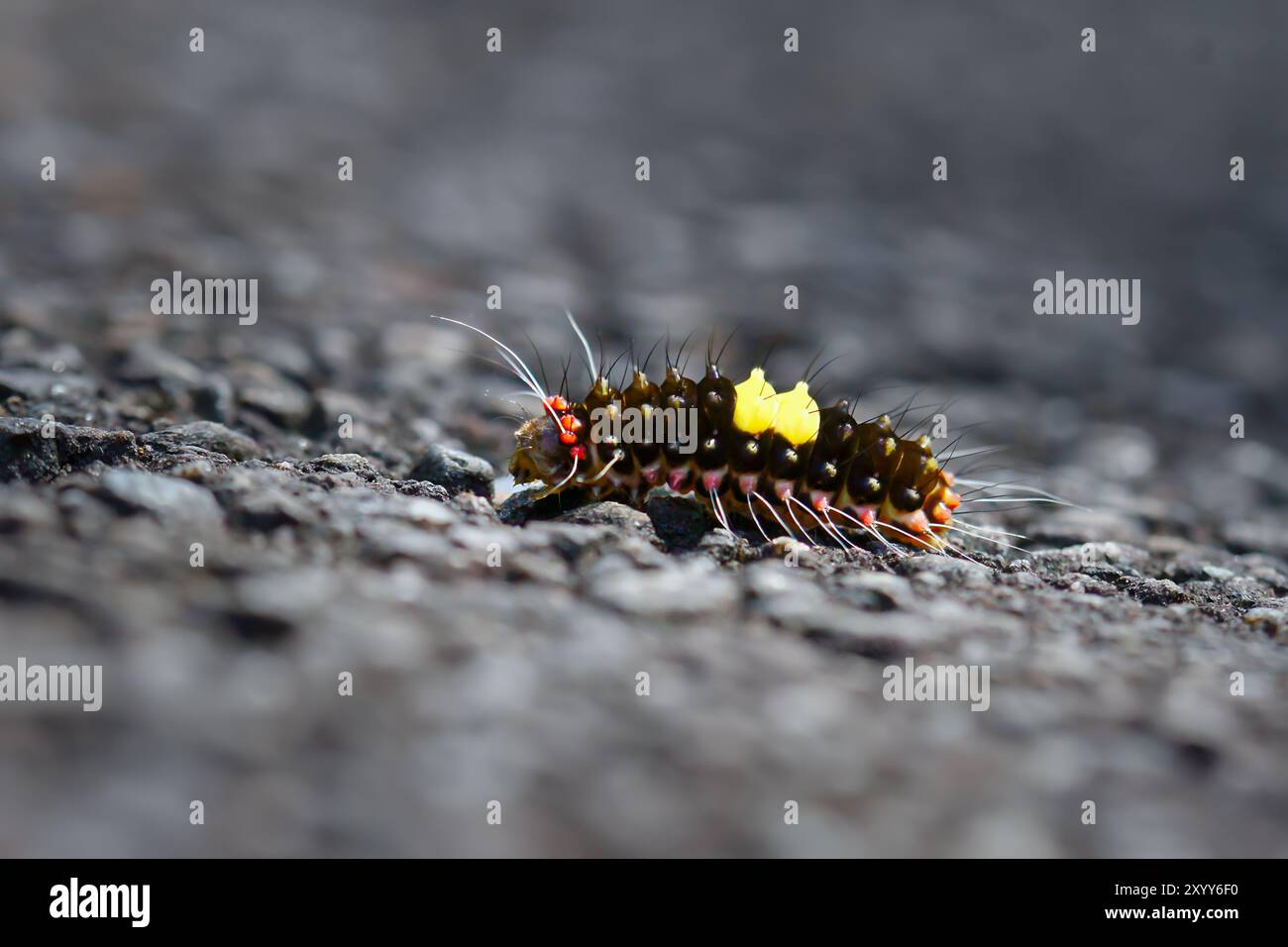 Tubercles Insect Tubercles on its head hi-res stock photography and images - Alamy