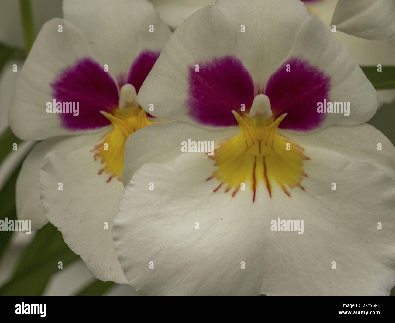 Photography spots amsterdam hi-res stock photography and images - Alamy