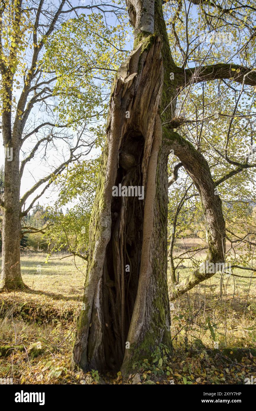 Hollow Tree Trunk Stock Photo Alamy