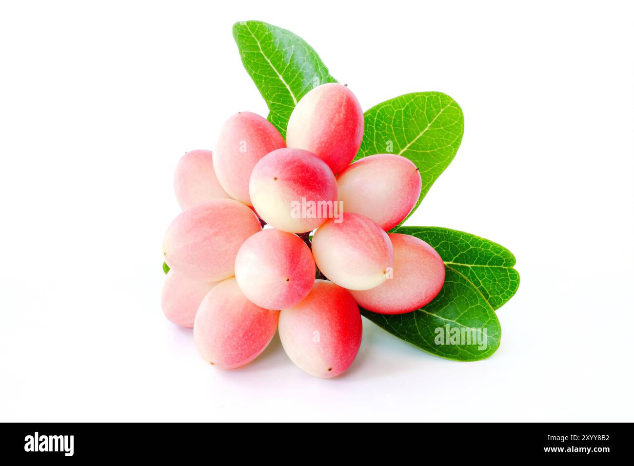 carissa carandas with leaves on white background Stock Photo - Alamy