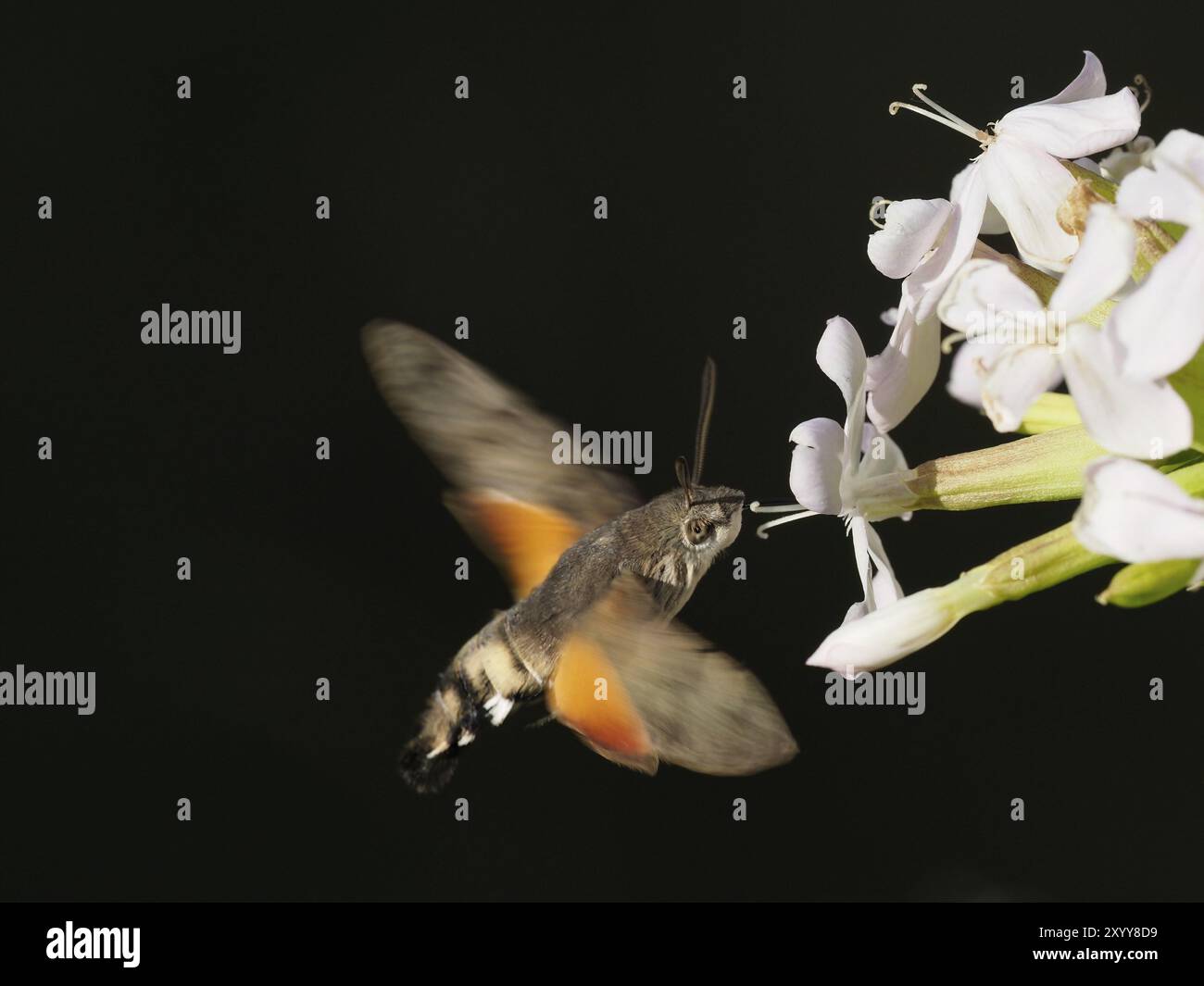 A dove tail drinks nectar from a flower Stock Photo
