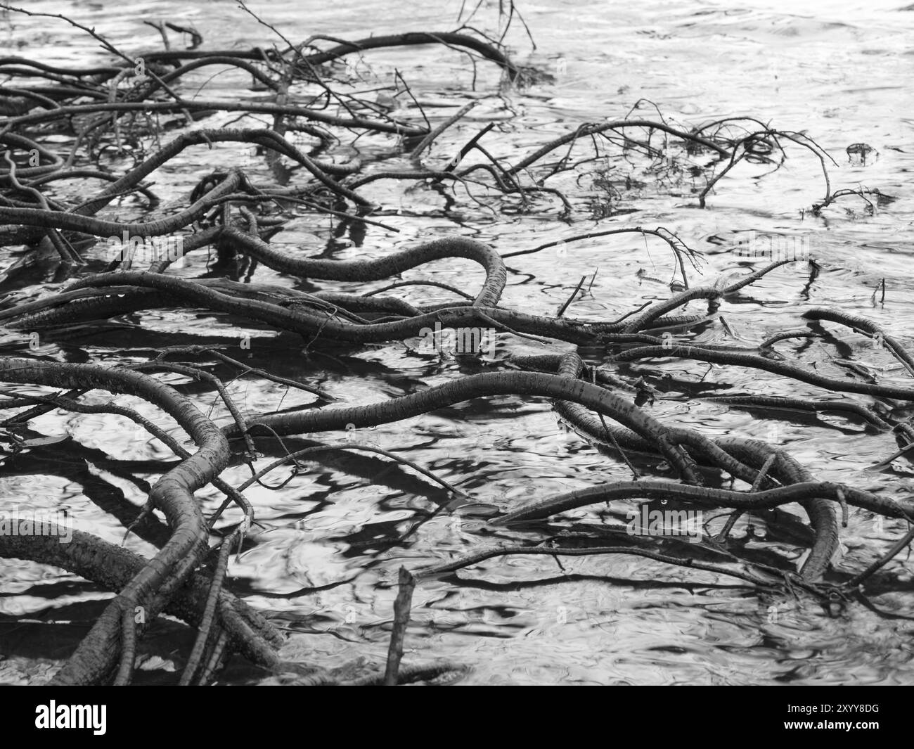 Roots of black alder on the shore of a lake Stock Photo - Alamy