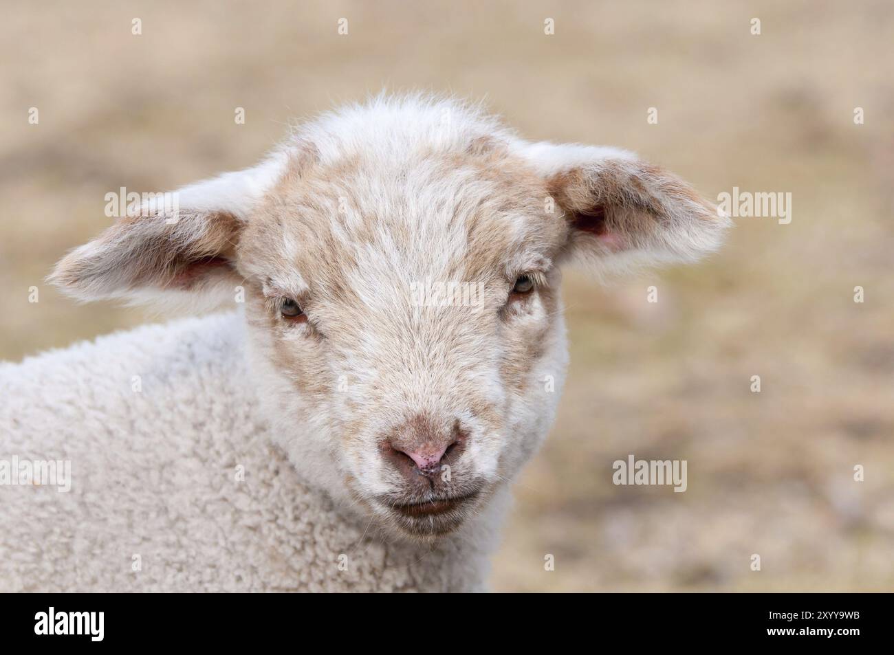 Cute little white lamb in spring, portrait. Cute little white lamb in ...
