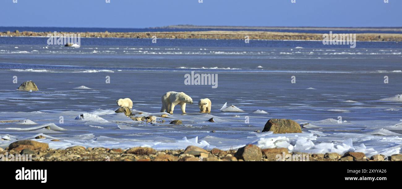 A polar bear family on the ice of Hudson bay Stock Photo - Alamy