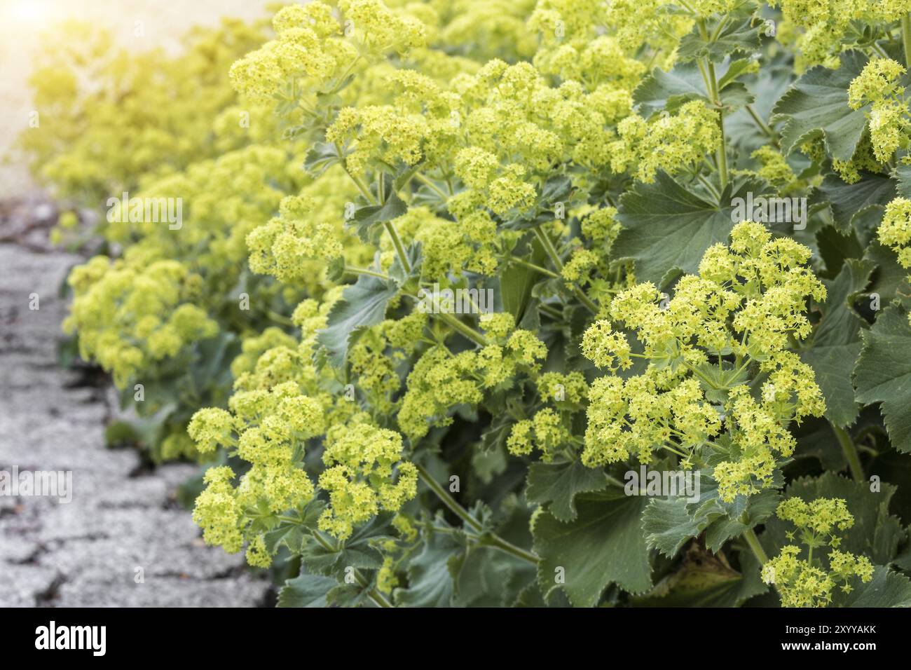 Ladys mantles hi-res stock photography and images - Alamy