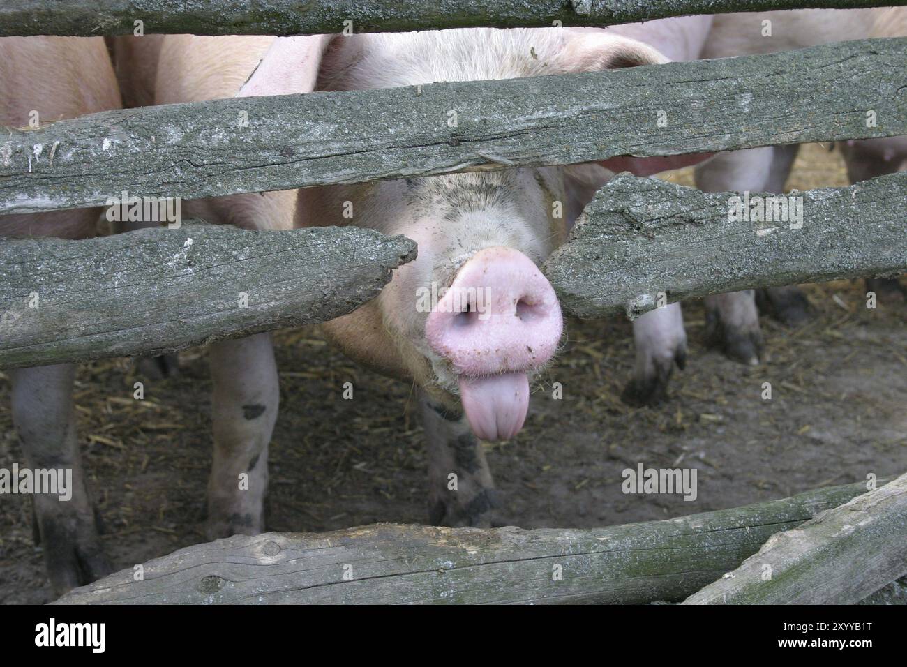 Cheeky pig Stock Photo