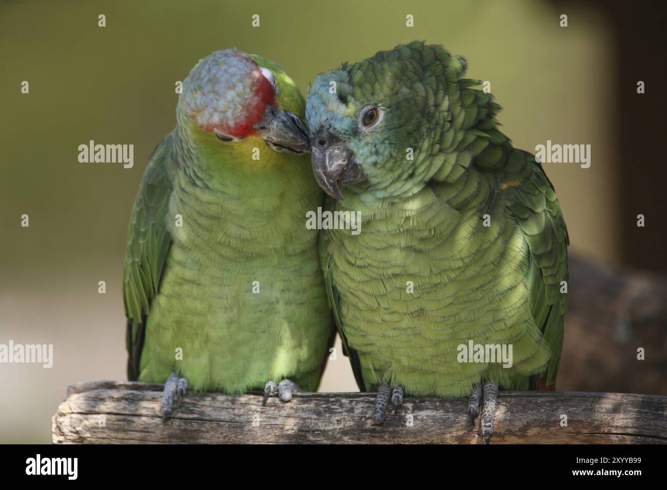 Red lored amazons hi-res stock photography and images - Alamy