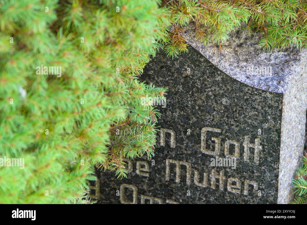 Blick am Sonnabend 31.08.2024 auf dem Friedhof von Deven Landkreis Mecklenburgische Seenplatte auf einen Grabstein der im Verlauf der Jahrzehnte zu weiten Teilen von einer Konifere umwachsen ist. Am 15.September wird in Deutschland der Tag des Friedhofs gestaltet. Dazu sind in diesem Jahr unter dem Motto: endlich und lebendig bundesweit zahlreiche Veranstaltungen geplant. *** View on Saturday, August 31, 2024 at the cemetery in Deven, Mecklenburg Lake District of a gravestone that has been overgrown by a conifer over the decades On September 15, the Day of the Cemetery is celebrated in Germany Stock Photo