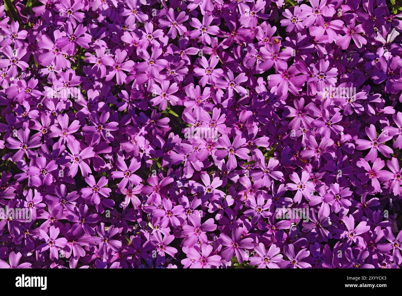 Beautiful natural background of small purple flowers Stock Photo - Alamy