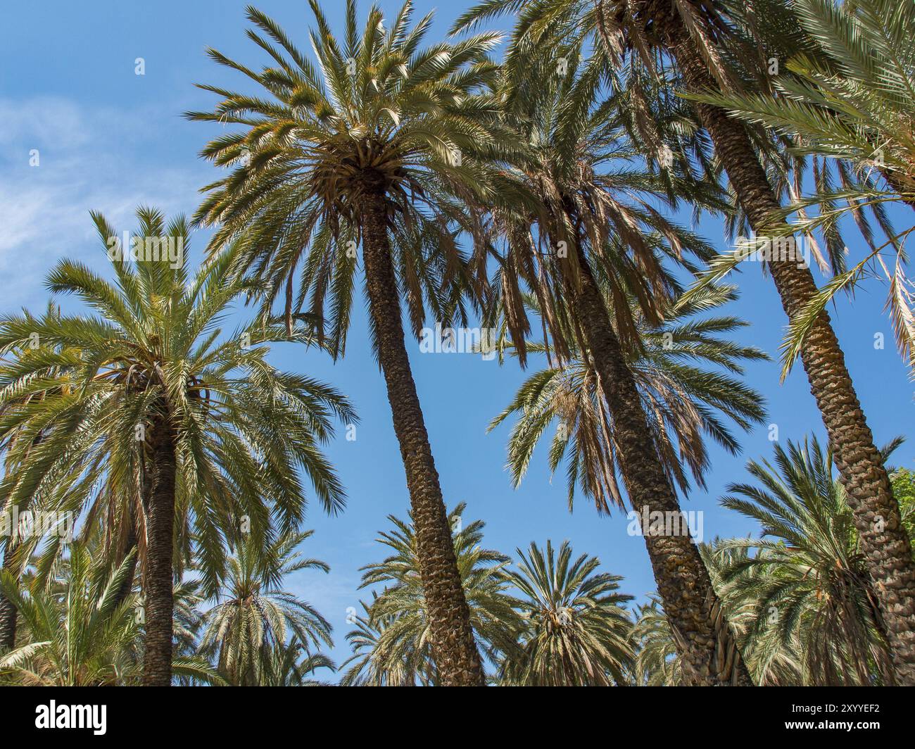 Towering palm trees framing hi-res stock photography and images - Alamy