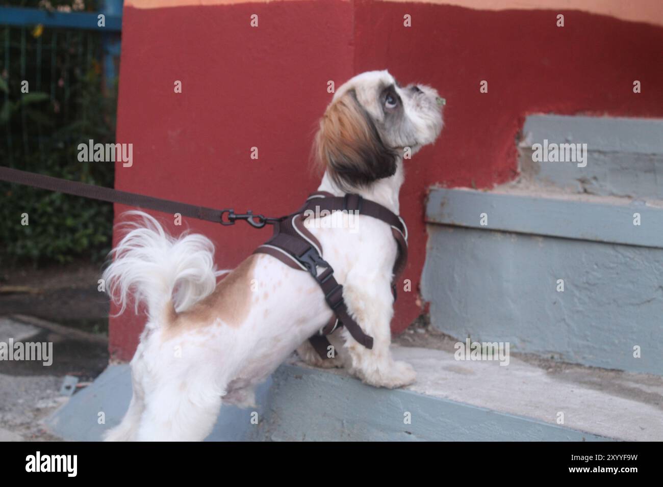 Walking harness hi-res stock photography and images - Alamy