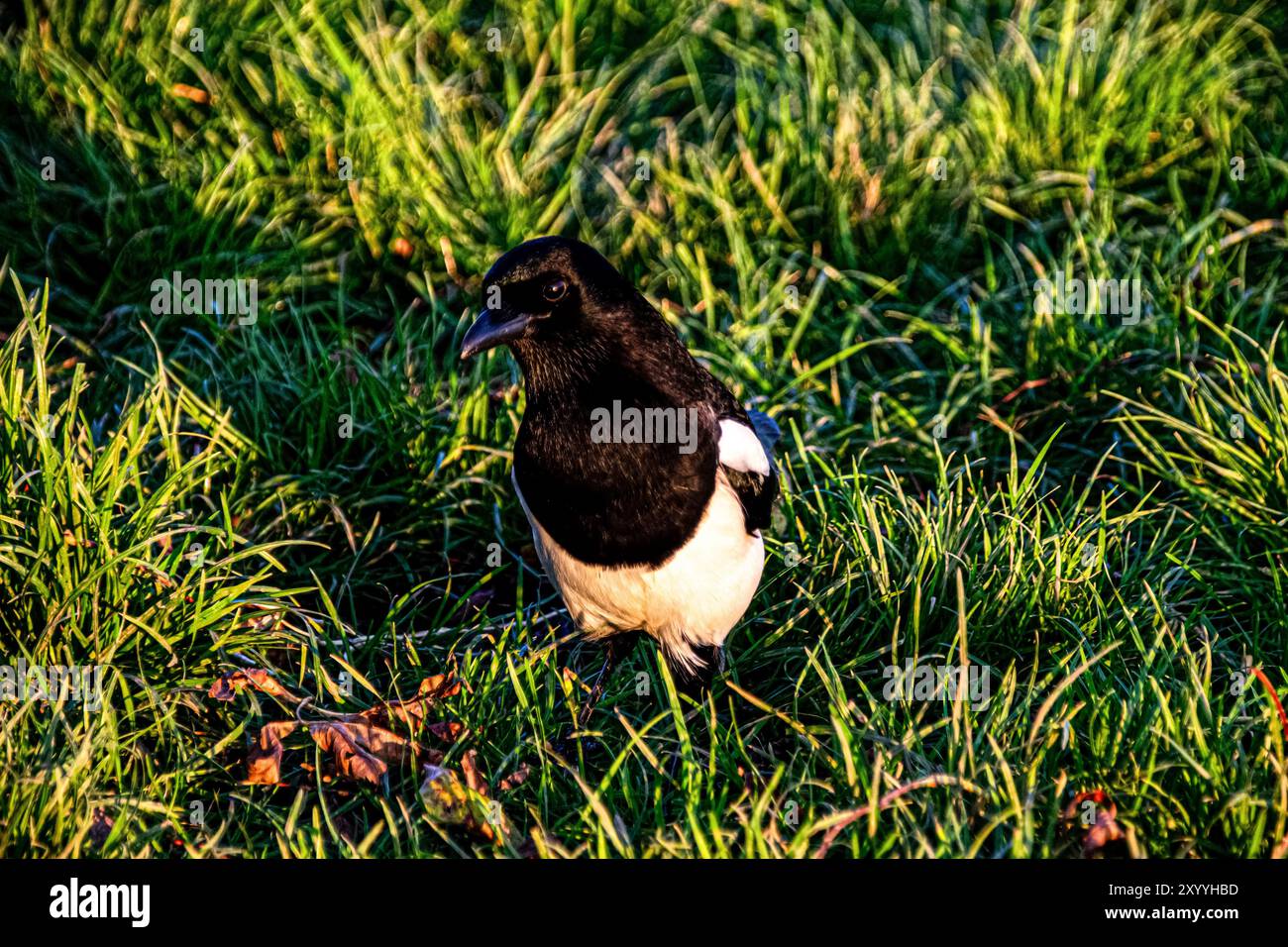 A curious Eurasian Magpie (Pica pica) captured in the golden light of the afternoon, on lush green grass in Alexandra Park, London. Stock Photo