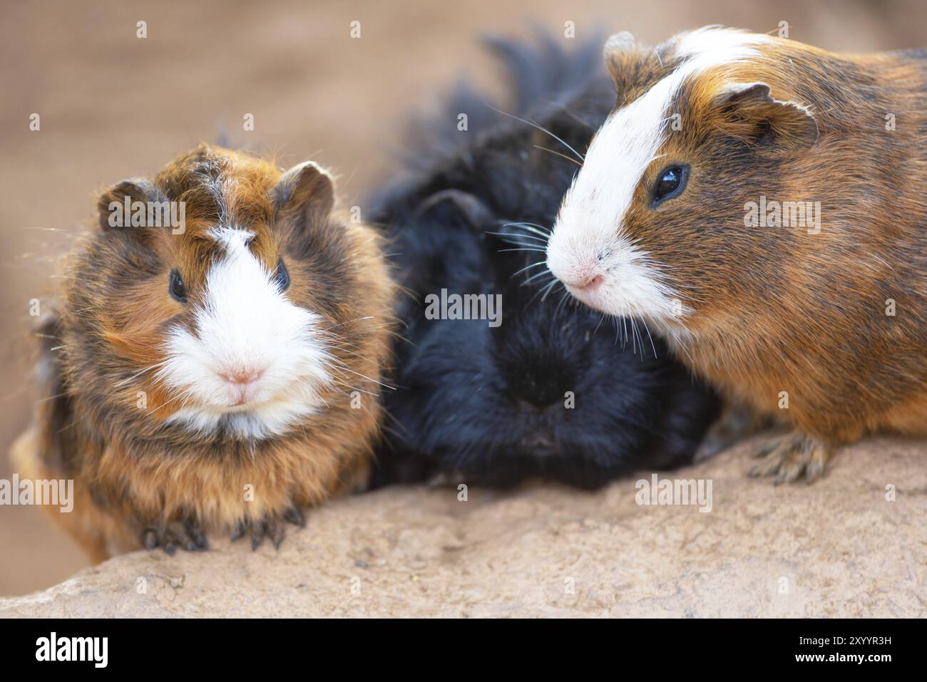 Silkie guinea pigs hi-res stock photography and images - Alamy - Sweet Cicely Guinea Pigs