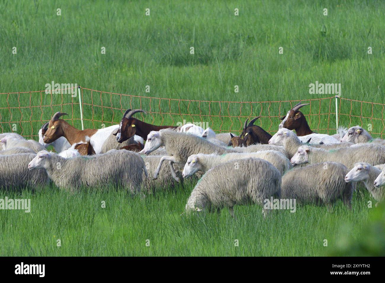 White Polled Heath and Boer goat in biosphere reserve Stock Photo