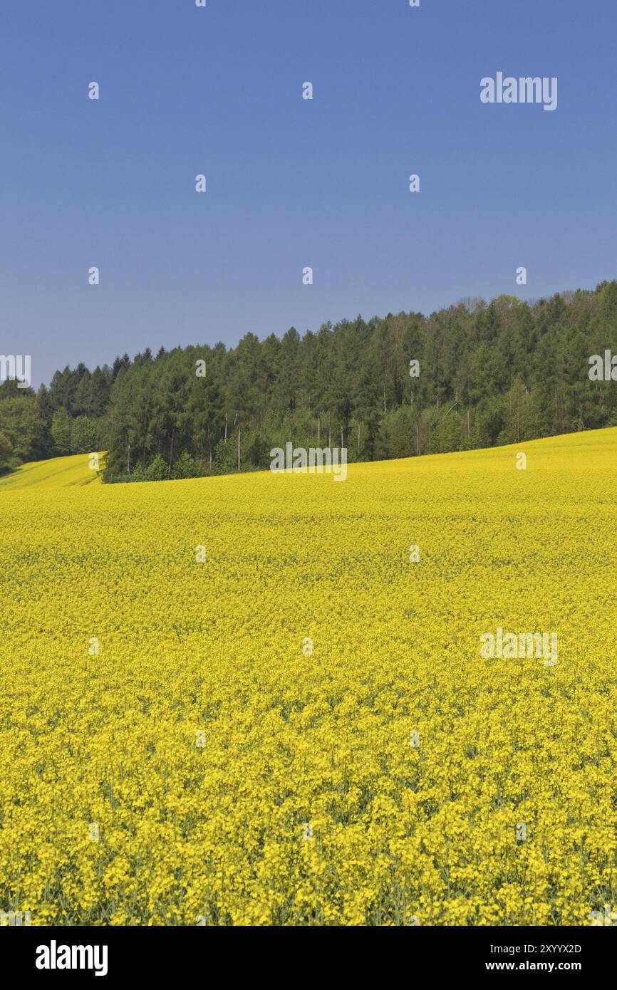 Rapsfeld, raps canola Stock Photo - Alamy