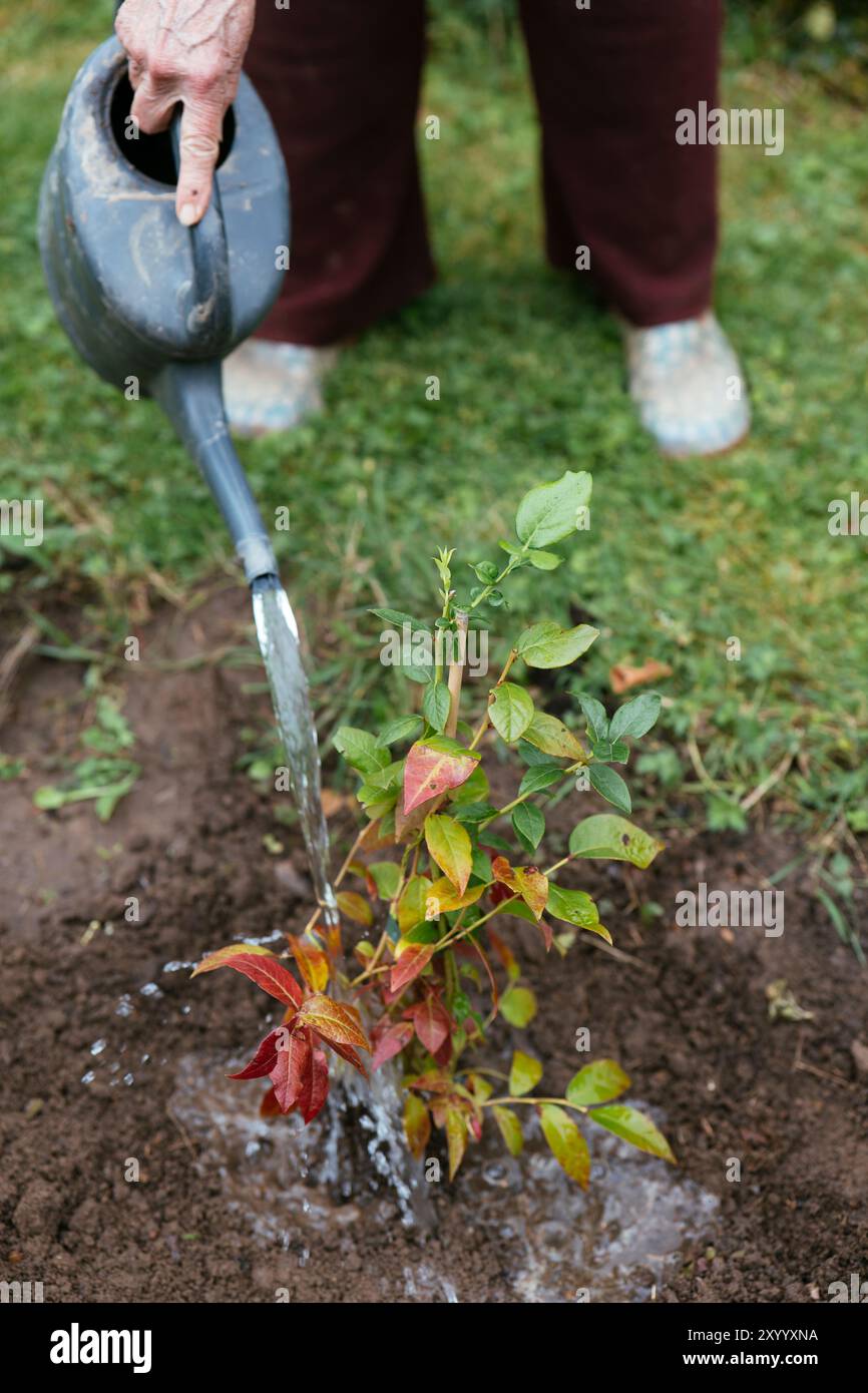 Gardener wating a young blueberry shrub after planting it. Stock Photo