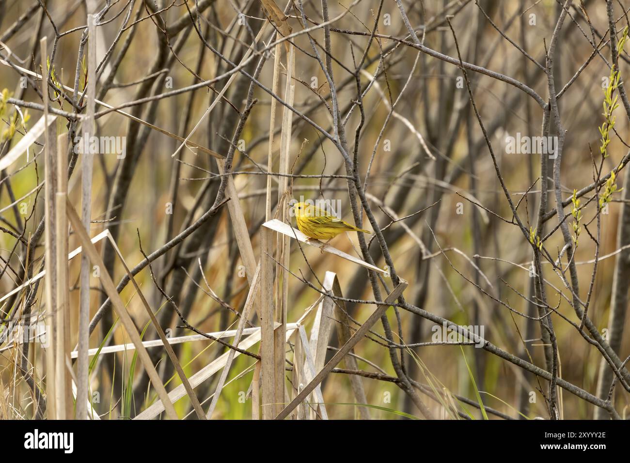 Natural scene from state conservation area Stock Photo - Alamy