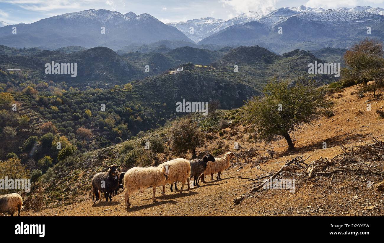 A flock of sheep passes through a rural mountain landscape with green ...