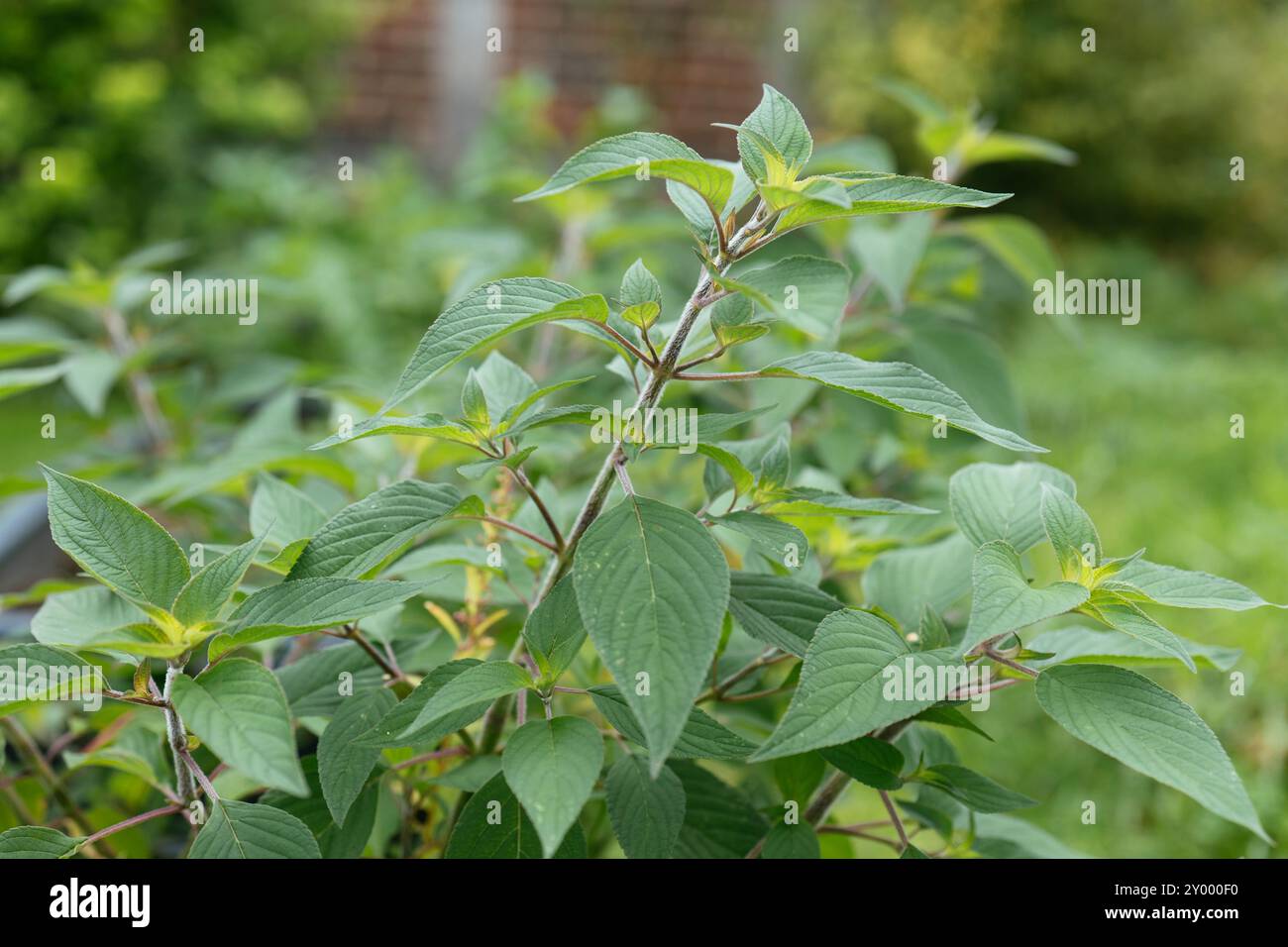 Pineapple sage (Salvia elegans) in a garden Stock Photo